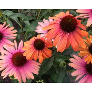 Echinacea purpurea Rainbow Marcella - Kasvirág