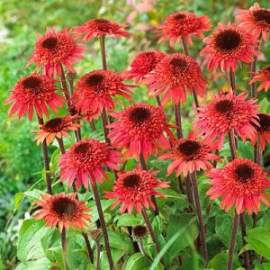 Echinacea purpurea Raspberry Truffle - Kasvirág