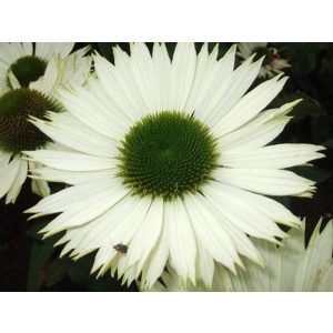 Echinacea purpurea Virgin - Kasvirág