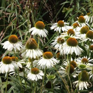 Echinacea purpurea White Swan - Kasvirág