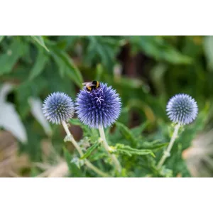 Echinops bannaticus Blue Globe - Szamárkenyér