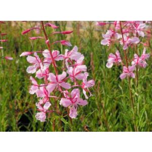 Epilobium angustifolium Stahl Rose - Erdei deréce