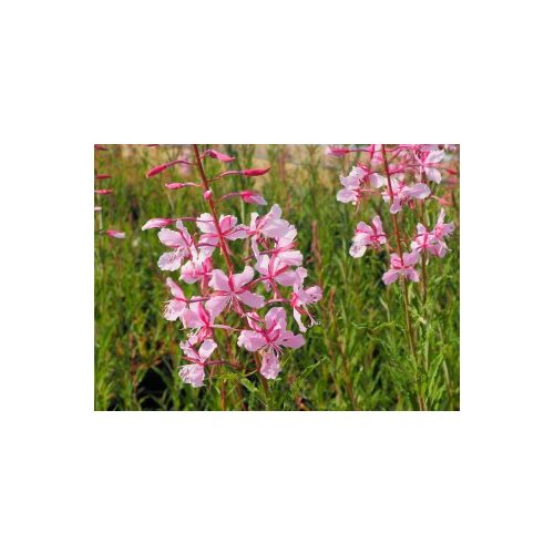 Epilobium angustifolium 'Stahl Rose' - Erdei deréce