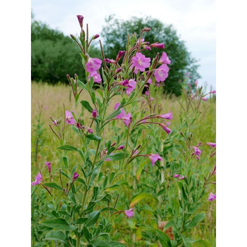 Epilobium hirsutum - Borzas füzike