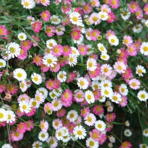 Erigeron karvinskianus - Küllőrojt