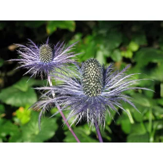 Iringó (Eryngium)