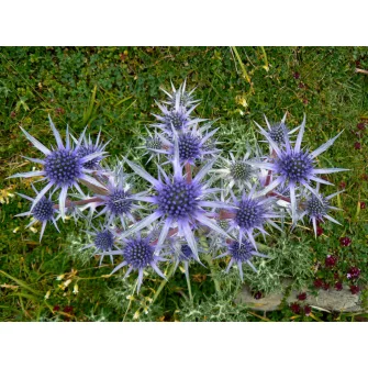 Iringó (Eryngium)