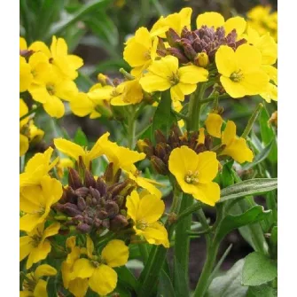 Repcsény (Erysimum)