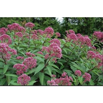 Sédkender (Eupatorium)