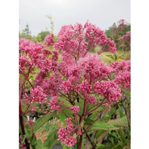 Eupatorium maculatum Glutball - Sédkender