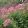 Eupatorium maculatum Purple Bush - Sédkender