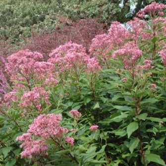 Sédkender (Eupatorium)