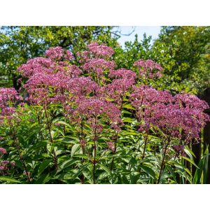 Eupatorium purpureum - Vörös sédkender