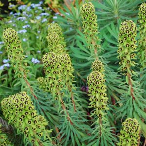 Euphorbia characias Black Pearl - Velencei kutyatej