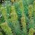 Euphorbia characias Black Pearl - Velencei kutyatej