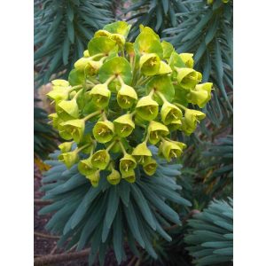 Euphorbia characias characias - Velencei kutyatej