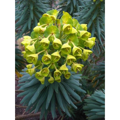 Euphorbia characias characias - Velencei kutyatej