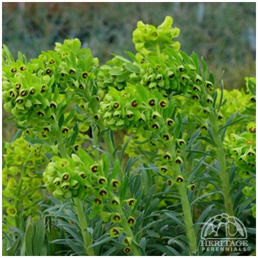 Euphorbia characias Humpty Dumpty - Velencei kutyatej