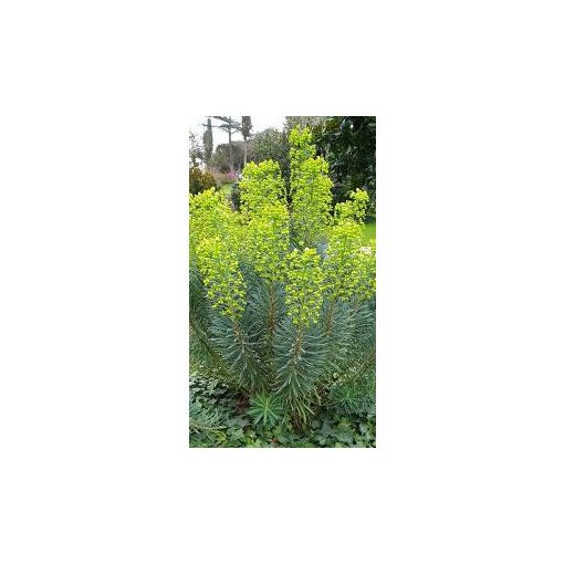 Euphorbia characias wulfenii - Velencei kutyatej