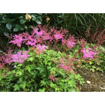 Legyezőfű (Filipendula)