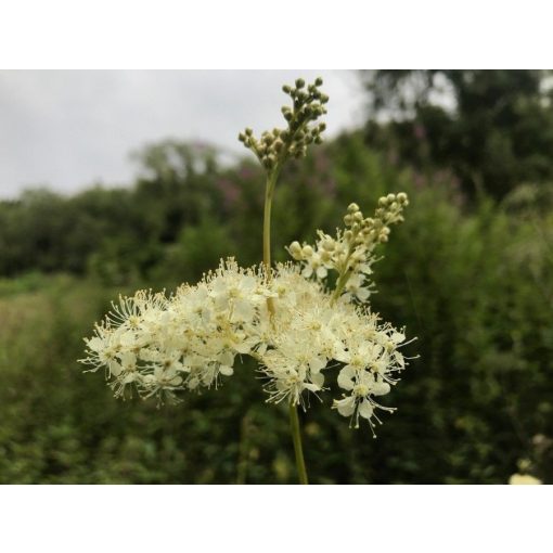 Filipendula ulmaria - Legyezőfű