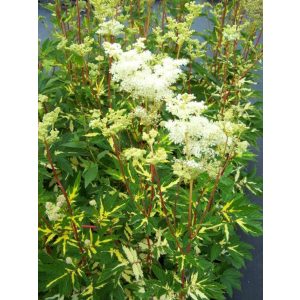 Filipendula ulmaria Variegata - Legyezőfű