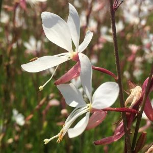 Gaura lindheimeri Elurra - Díszgyertya