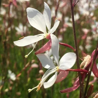 Díszgyertya (Gaura)