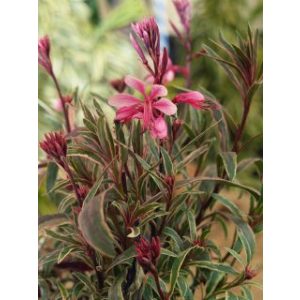 Gaura lindheimeri Passionate Rainbow - Díszgyertya