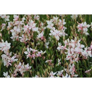 Gaura lindheimeri Short Form - Díszgyertya