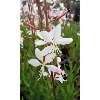 Díszgyertya (Gaura)