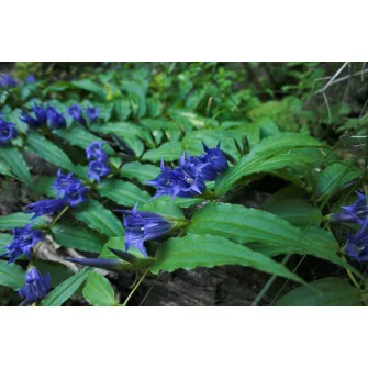Tárnics (Gentiana)