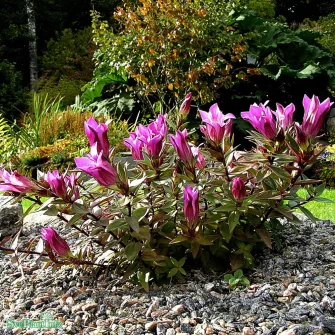 Tárnics (Gentiana)
