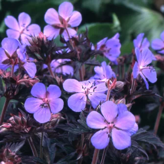 Gólyaorr (Geranium)
