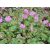 Geranium cantabrigiense Berggarten - Gólyaorr