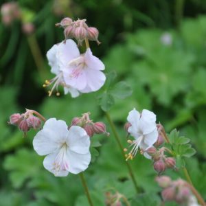 Geranium cantabrigiense Lohfelden - Gólyaorr