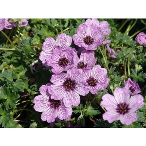 Geranium cinereum Ballerina - Gólyaorr