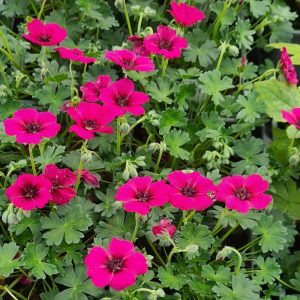 Geranium cinereum Jolly Jewel Raspberry - Gólyaorr