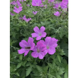 Geranium endressii - Gólyaorr