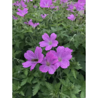 Gólyaorr (Geranium)