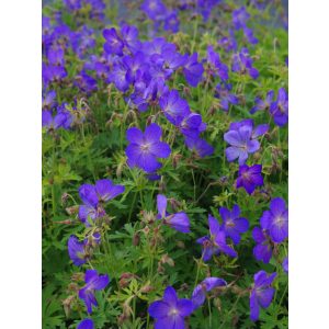 Geranium Johnsons Blue - Gólyaorr