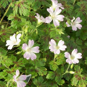 Geranium oxonianum Katherine Adele - Gólyaorr