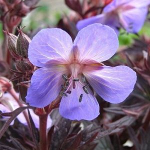 Geranium pratense Midnight Reiter - Gólyaorr