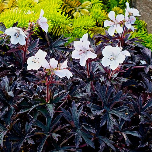 Geranium 'Purple Ghost' ® - Gólyaorr