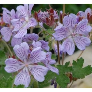 Geranium renardii Tcschelda - Gólyaorr