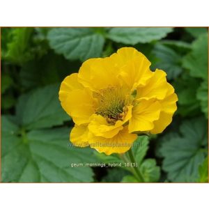 Geum Mornings Hybrid - Gyömbérgyökér