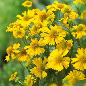 Helenium autumnale Mariachi TM Sombrero - Napfényvirág