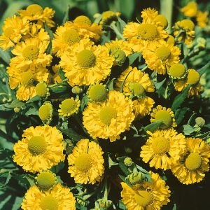 Helenium Double Trouble - Napfényvirág