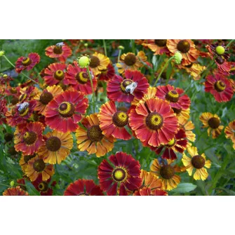 Napfényvirág (Helenium)