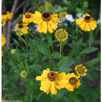 Napfényvirág (Helenium)